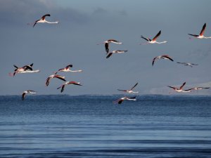 Flamingolar Kış Mevsiminin Gelmesine Rağmen Van’ı Terk Etmedi