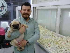 Kayıt Dışı Hayvan Üretiminde Şifreli Satış: ’Gelin Arıyoruz’, ’Damat Arıyoruz’