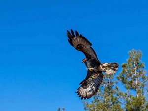 Gözleri Tedavi Edilen Kartal Özgürlüğe Kanat Çıprtı