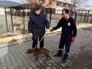 Başıboş Olarak Bulunan Pitbull Barınağına Teslim Edildi