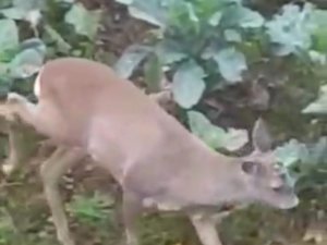 Giresun’da Aç Kalan Karacalar İl Merkezine İndiler