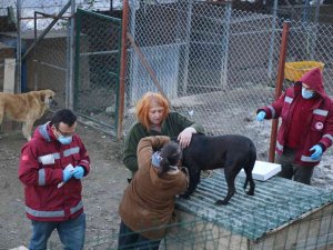 Artvin’de Yasaklı Irk Köpekler Kimliklendirilip Kayıt Altına Alınıyor