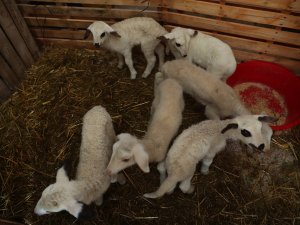 Kadın Üreticilere Sağlanan Küçükbaş Hayvan Desteği Meyvelerini Vermeye Başladı