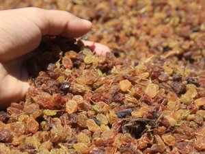 Saruhanlı Belediyesi Öğrencilere Kuru Üzüm Dağıtacak