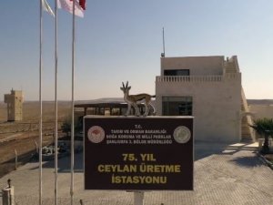 Ceylanlar, 75. Yıl Ceylan Üretme İ̇stasyonu’nda Yaşamlarını Sürdürüyor