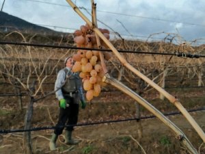 Üzüm Bağlarında Budama Çalışmaları Başladı