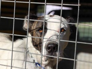 Yeni Bir Pitbull Saldırı Vakasını Okul Müdür Yardımcısının Dikkati Önledi