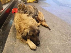 Gümüşhane’de Tilki İle Kedinin, Kedi İle Köpeğin Dostlukları İlgi Çekiyor
