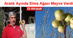 Elma Ağacı Görenleri Şaşırttı