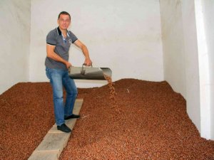 Yılın Son Gününde Fındık Fiyatı 30 Tl