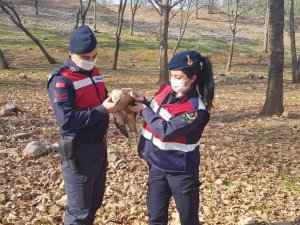 Jandarmadan Yaralı Şahine Şefkat Eli