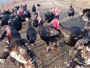 Batman’da Organik Köy Hindileri Geçen Yılki Fiyattan Satılıyor