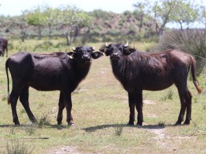 10 Yılda 25 Milyon Tl Desteklendi: Samsun’da Manda Sayısı 10 Bin Arttı