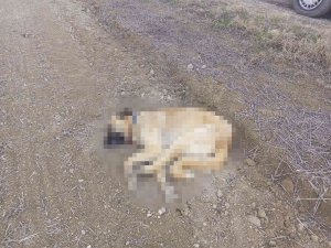 Çorum’da 2 Köpek Tüfekle Vurularak Öldürüldü