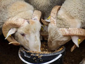 Dövizdeki Düşüş Üreticiyi Umutlandırdı