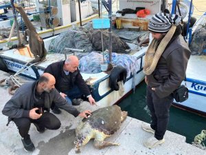 Akdeniz’in Simgesi Bir Bir Ölüyor... İ̇ki Haftada İkinci Kez Bulundu