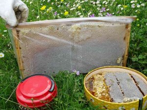 Uzmanı Uyardı: “Piyasada Hiç Arı Görmeden Üretilen Sahte Ballar Var”