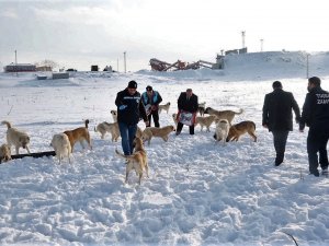 Van Yyü’deki Sokak Hayvanları Tuşba Belediyesine Emanet