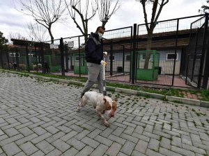 Sahipsiz Ve Yasaklı Köpekler Barınakta Koruma Altında