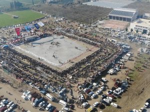 Yılın İlk Deve Güreşi İ̇ncirliova’da Yapıldı