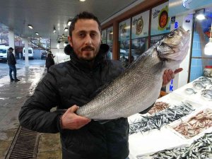 Karadeniz’de Yakalanan 8 Kiloluk Levrek 2 Bin Liradan Tezgahta