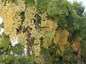 Üzüm İhracatı Yüzde 33 Arttı