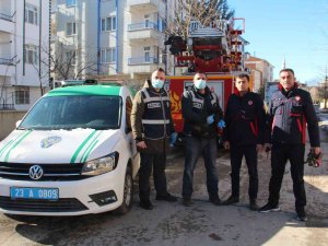Elazığ’da Çatıda Mahsur Kalan Kedi İçin Haydi̇ Ve İtfaiye Ekipleri Seferber Oldu