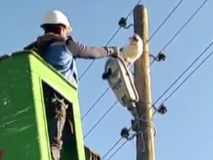 Bingöl’de 9 Metrelik Elektrik Direğinde Mahsur Kalan Kedi Kurtarıldı