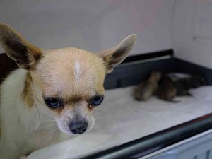 Üniversite Hastanesinde Köpeğe Sezeryanla Doğum