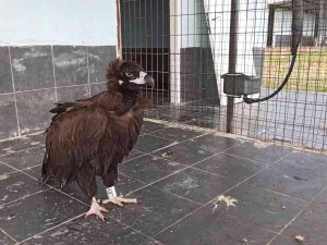 Yorgun Düşen Akbaba Keşan’da Tedavi Altına Alındı