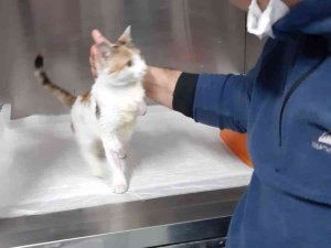 Yaralı Kedi Şefkatli Ellerde Sağlığına Kavuştu
