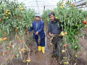 Kumlucalı Üreticiler Sel Sonrası Seralarda Dezenfekte Çalışmasına Başladı