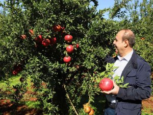 Oğuzeli’nde Bir Yılda 400 Ton Nar İşlendi