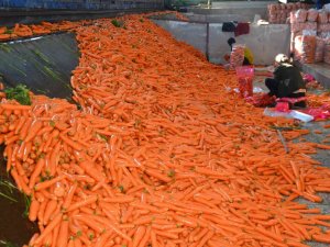 Havucun Tarladan Sofraya Zahmetli Yolculuğu