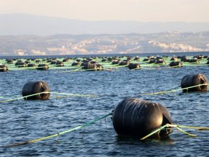 Yalova’da Kurulan Midye Çiftlikleri Yılda 126 Milyon Ciro Yapacak