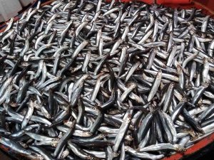 Bandırma Balık Halinde İstavrit Ve Kolyoz Bolluğu