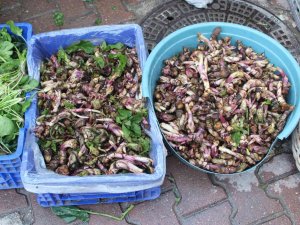 Kaldirik Otu Pazarda Yerini Aldı