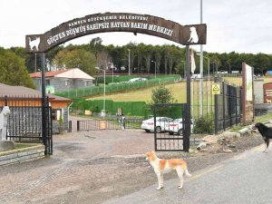 1585 Sokak Hayvanı Tedavi Edildi, 391 Sokak Hayvanı Sahiplendirildi