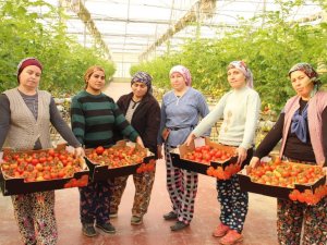 Topraksız Tarımla Üretilen Domatesler İhracatın Gözdesi Oldu