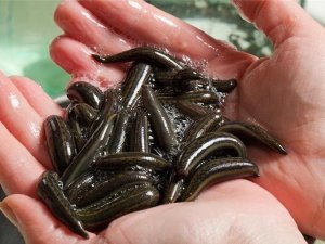 Samsun’da Tıbbi Sülük Yetiştiriciliğine Rağbet Artıyor