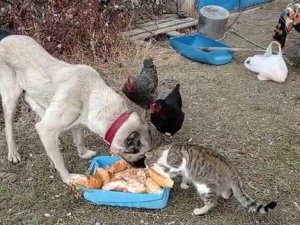 Kangal Köpeğinin Kediyle Dostluğu Yürekleri Isıttı