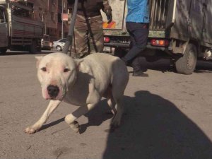 İ̇lkokul Çevresinde Dolaşan Yasaklı Irk Köpek Ekipler Tarafından Yakalandı