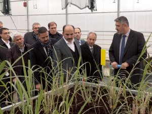 Başkan Altay: "Jeotermal Ar-ge Serasında Alternatif Ürün Yetiştiriyoruz"