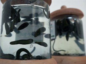 Geleneksel Tıbbi Yöntemler