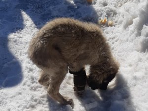 Aracın Çarptığı Yavru Köpek İçin Vatandaşlar Seferber Oldu
