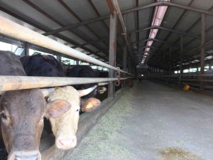 Erzurum’a 42 Milyon Hibe Desteği