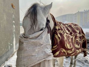 Atlarını Battaniyeye İle Sarıp Dondurucu Soğuklardan Koruyorlar