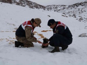 Bingöl’de Jandarma, Sokak Ve Yaban Hayvanlarını Unutmadı