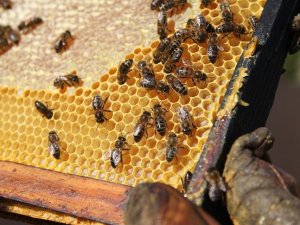 “Arıcılığın Başkenti”nde Arıcılara Yüzde 50 Hibeli Arı Ve Kovan Desteği