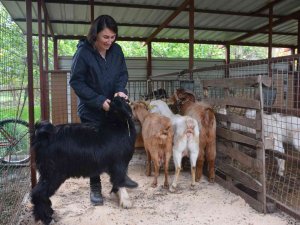 Büyükşehir ‘Keçi Projesi’ Yaşamını Değiştirdi